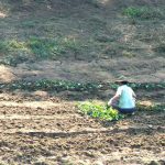 Gardening along the Nam Khan River. The Nam Khan River joins