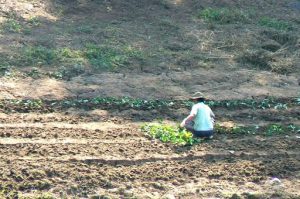 Gardening along the Nam Khan River. The Nam Khan River joins