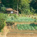 Gardening along the Nam Khan River. The Nam Khan River joins