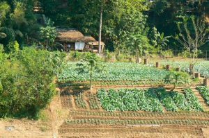 Gardening along the Nam Khan River. The Nam Khan River joins