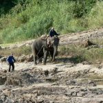 Elephant and men at work