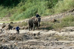 Elephant and men at work