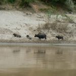 Water buffalo roam free