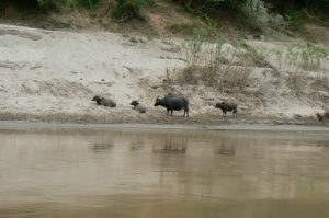 Water buffalo roam free