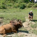 Brahma bull and tourist