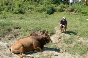 Brahma bull and tourist