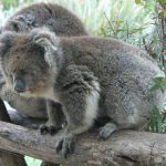 There are no native koalas in Tasmania so Natureworld is