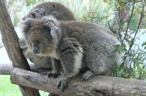 There are no native koalas in Tasmania so Natureworld is