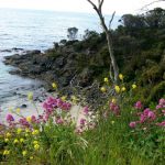 A rugged coastline is topped with beautiful spring wildflowers.