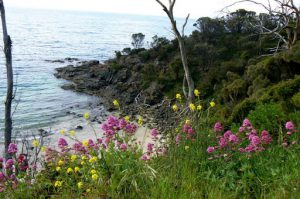 A rugged coastline is topped with beautiful spring wildflowers.