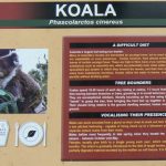 There are no native koalas in Tasmania so Natureworld  is