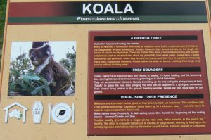 There are no native koalas in Tasmania so Natureworld  is