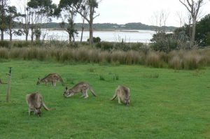 Natureworld is a convenient and safe place (for the animals)