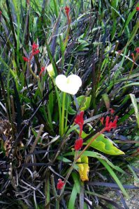 Wildflowers