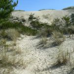 West coast sand dunes