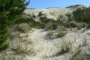 West coast sand dunes