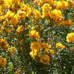 Pretty 'scotch broom' in blossom