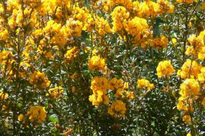 Pretty 'scotch broom' in blossom