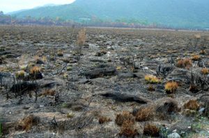 Forested hills were stripped of trees for fuel  for the