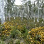 Eucalyptus forest