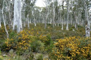 Eucalyptus forest