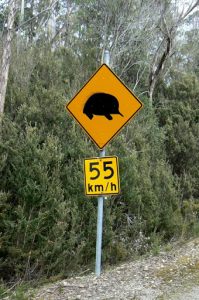 Warning sign for Short-beaked Echidna. The Short-beaked Echidna also known as