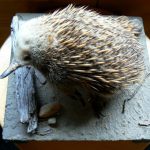 Warning sign for Short-beaked Echidna. The Short-beaked Echidna also known as