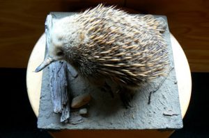 Warning sign for Short-beaked Echidna. The Short-beaked Echidna also known as