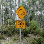 Warning sign for Wombats. Wombats are Australian marsupials; they are short-legged,