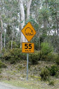 Warning sign for Wombats. Wombats are Australian marsupials; they are short-legged,