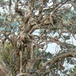 Stringybark is a group of Eucalyptus trees with thick, fibrous
