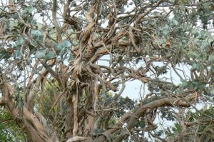 Stringybark is a group of Eucalyptus trees with thick, fibrous