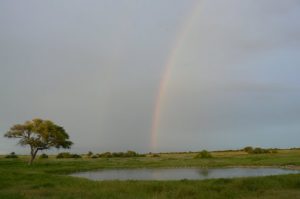 Rainbow at watering hole after a rain storm