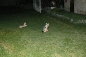 Jackals come at night looking for food