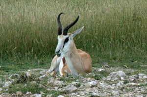 Springbok