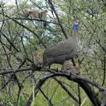 Guinea hen with chicks