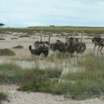 Ostriches