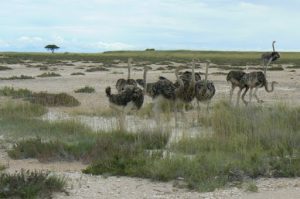 Ostriches