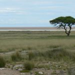 Etosha, meaning "Great White Place", is dominated by a massive