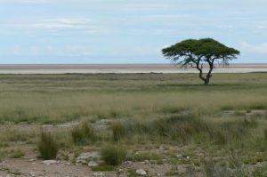 Etosha, meaning "Great White Place", is dominated by a massive