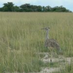 Kori bustard