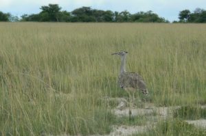 Kori bustard