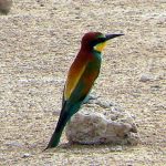 European bee-eater