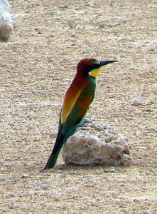 European bee-eater