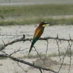 Beautiful European bee-eater