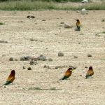 European bee-eater