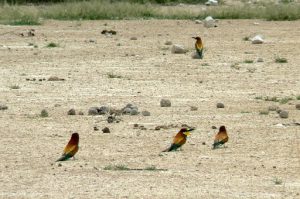 European bee-eater