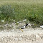 Northern black korhaan