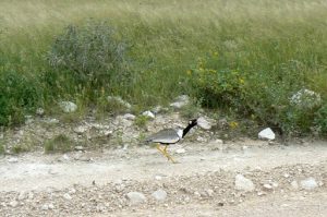 Northern black korhaan