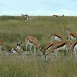 Herd of springbok